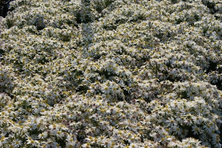 Aster krzaczasty Kristina Aster Dumosus
