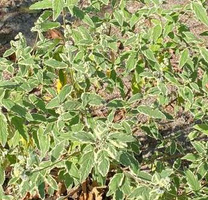 Barbula White Surprise Caryopteris Clandonensis 1l