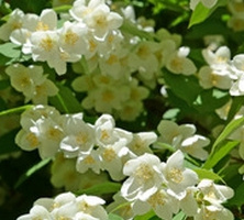 Jaśminowiec Innocence Philadelphus 1l