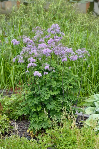Rutewka Orlikolostna Black Stockings Thalictrum Aqulegiifolium