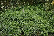 Barwinek pospolity Ralph Shugart Vinca minor