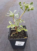 Runianka japońska Silver Edge Pachysandra Terminalis