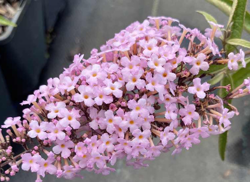 Budleja Dawida Pink Cascade Buddleja Davidii 1l