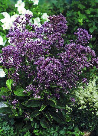 Sadziec plamisty Phantom Eupatorium maculatum 1l