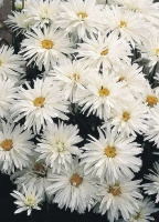 Złocień hybryda Crazy Daisy Leucanthemum x superbum