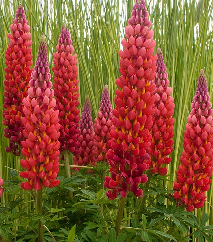 Łubin Towering Inferno Lupinus hybrida