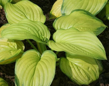 Funkia Stained Glass Hosta 1l