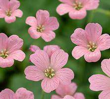 Bodziszek Endressa Wargrave Pink Geranium endressii