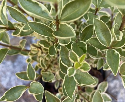 Ligustr okrągłolistny Albovariegatum Ligustrum ovalifolium 9-1l