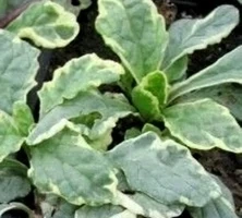 Dąbrówka rozłogowa Variegata Ajuga Reptans