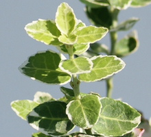 Trzmielina fortunea Emerald Gaiety Euonymus fortunei 1l