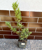 Jałowiec płożący Alpina Juniperus horizontalis 1l