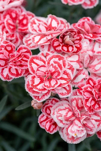 Goździk Raspberry Eyes Dianthus hybrida