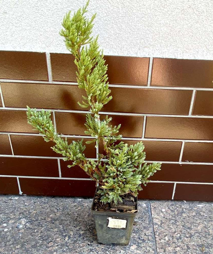Jałowiec płożący Alpina Juniperus horizontalis 1l