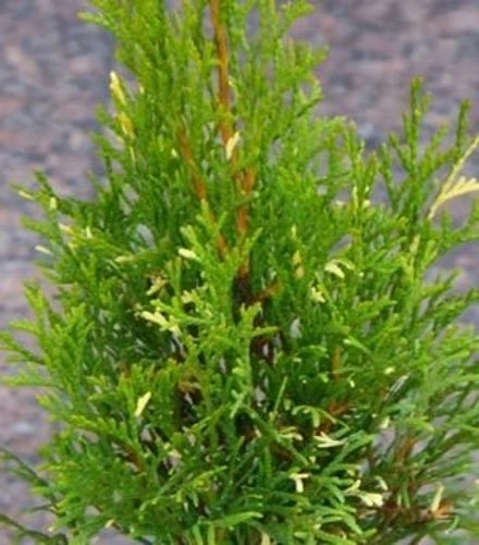 Żywotnik zachodni Smaragd Variegata Thuja occidentalis 1l