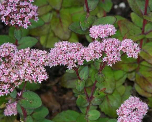 Rozchodnik wielki Matrona Sedum telephium 1l