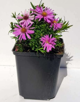 Aster Wood's Pink Aster hybrida 1l 