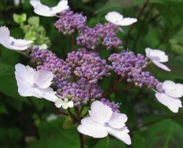 Hortensja Piłkowana Intermedia Hydrangea Serrata 1l