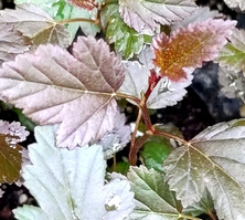 Pęcherznica kalinolistna Red Compact Physocarpus opulifolius