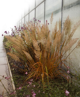 Trzcinnik krótkowłosy Calamagrostis brachytricha 1l