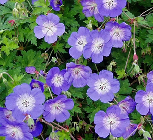 Bodziszek Rozanne Geranium hybrids