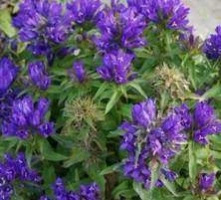 Dzwonek skupiony Bellefleur Blue Campanula glomerata 