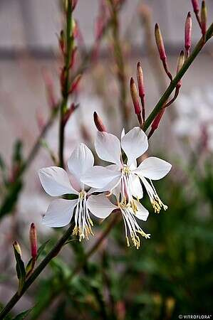 Gaura Whirling Butterflies Gaura lindheimeri