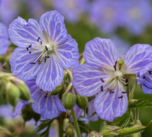 Bodziszek łąkowy Mrs Kendall Clark Geranium pratense