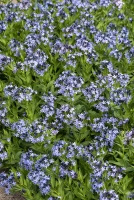 Amsonia nadreńska Blue Ice Amsonia tabernaemontana