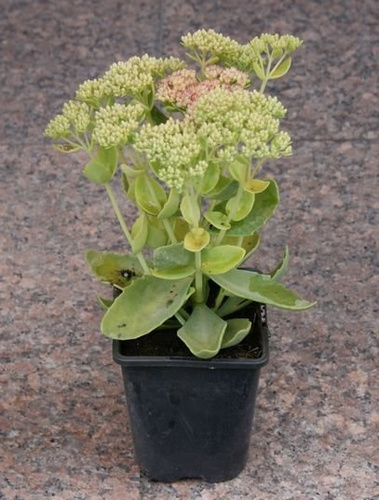 Rozchodnik wielki Herbstfreude Sedum telephium 1l