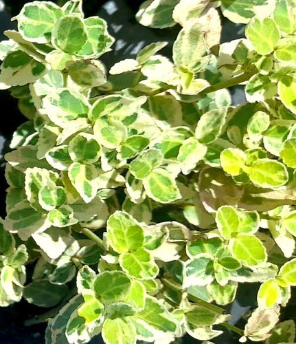 Trzmielina fortunea Variegatus Euonymus fortunei 1l