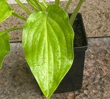 Funkia babkowata Venus Hosta plantaginea 1l