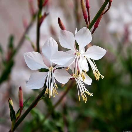 Gaura Whirling Butterflies Gaura lindheimeri