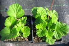Kuklik Borisii Strain Geum Coccineum