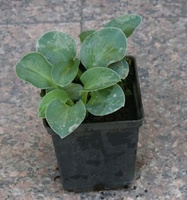 Funkia Sun Mouse Hosta 1l 