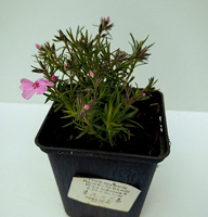 Floks szydlasty Ronsdorfer Beauty Phlox subulata 9