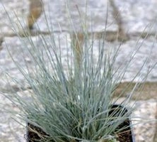 Kostrzewa sina Blauglut Festuca Glauca 9