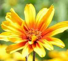 Słoneczniczek szorstki Burning Hearts Heliopsis helianthoides 1l