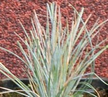 Kostrzewa sina Uchte Festuca Glauca 9