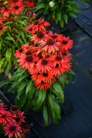 Jeżówka Fountain Red Echinacea 9