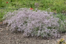 Gipsówka Rosenschleier Gypsophila hybride
