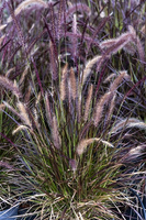 Rozplenica japońska Little Rubin Pennisetum Aleopecuroides 9