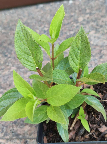 Hortensja bukietowa Little Fresco Hydrangea paniculata 1l