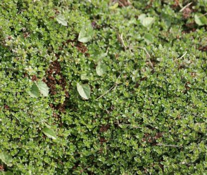 Macierzanka wczesna Red Carpet Thymus Praecox