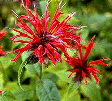 Pysznogłówka Raspberry Wine Monarda Didyma 9