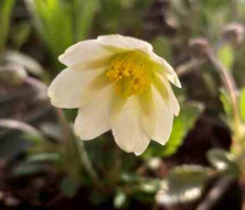 Dębik Sundermanna Dryas Suendermannii 1l