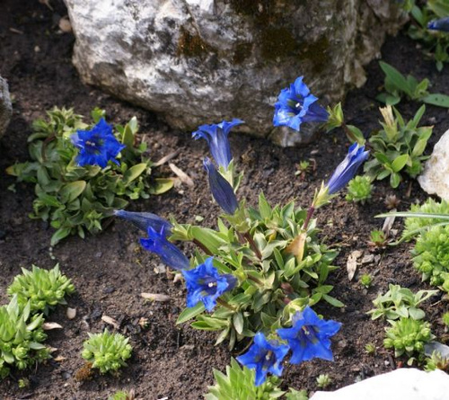 Goryczka siedmiodzielna Gentiana septemfida lagodechiana 9