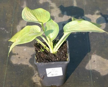 Funkia Elegans Hosta 1-2l