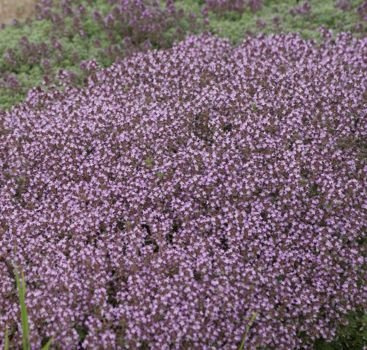 Macierzanka  Omszona Thymus Lanuginosus 9