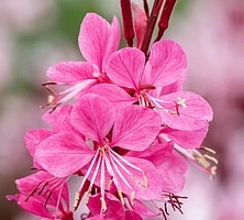 Gaura Graceful Pink Gaura lindheimeri 